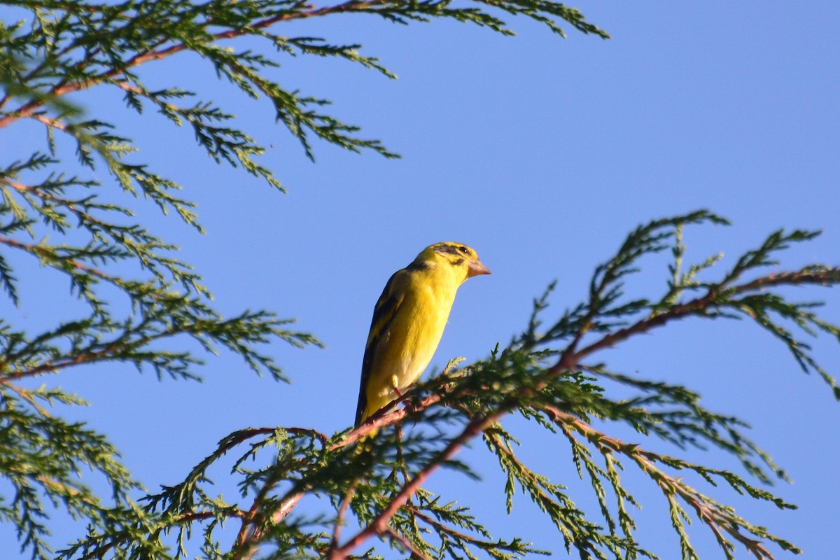 Yellow-breasted Greenfinch - ML474839491