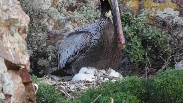 Бурый пеликан (californicus) - ML474840