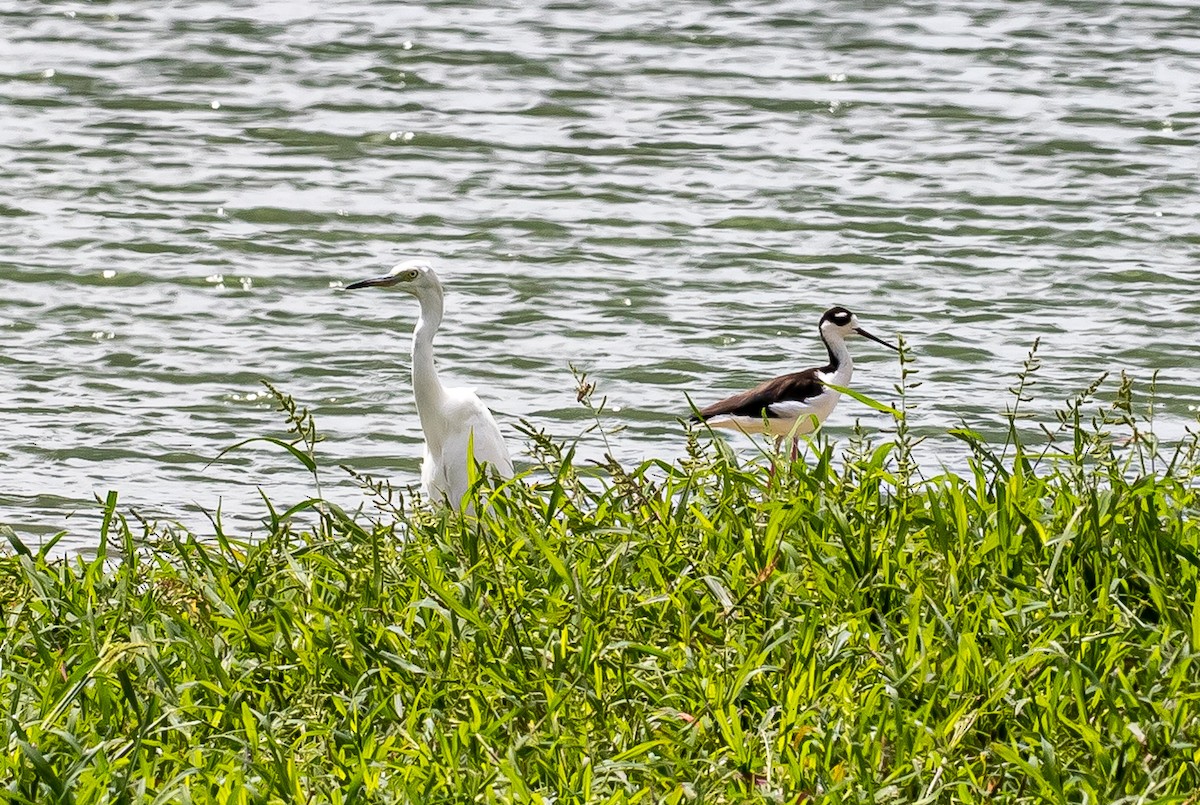 Black-necked Stilt - ML474840391
