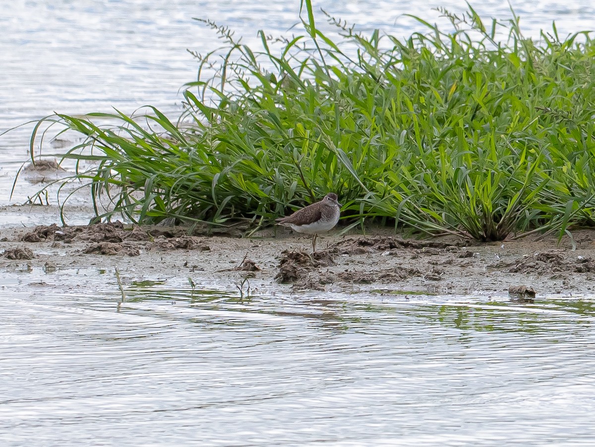 Solitary Sandpiper - ML474840431