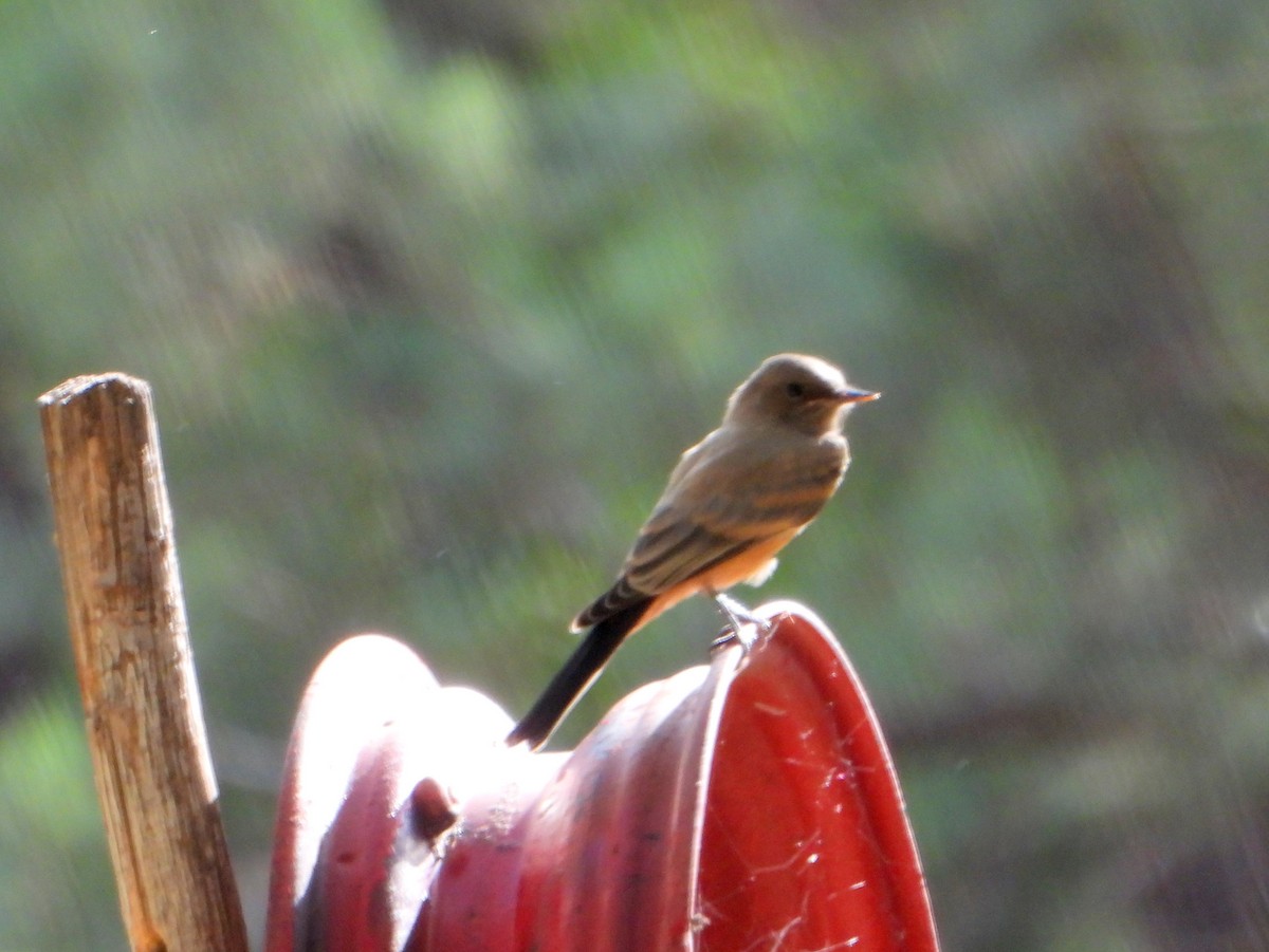 Say's Phoebe - ML474840451