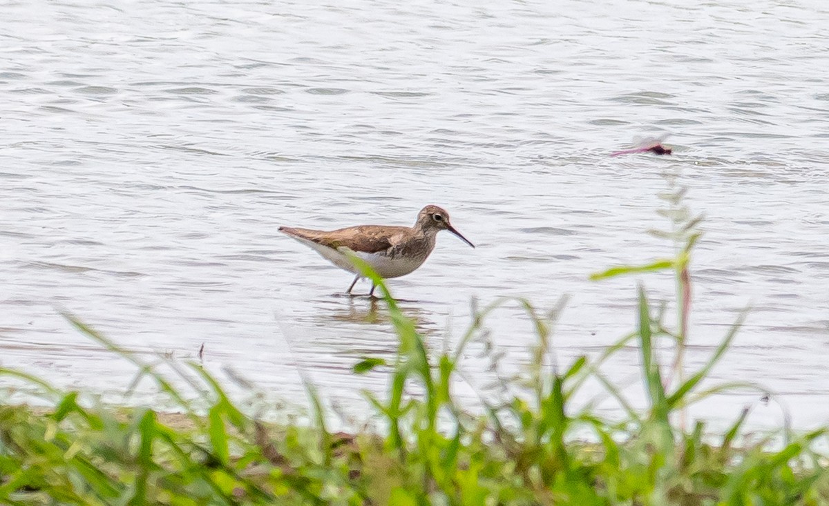 Solitary Sandpiper - ML474840501