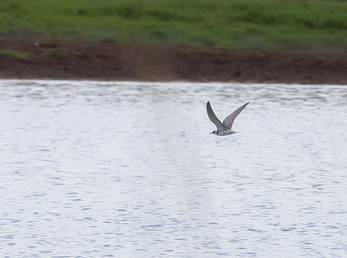 Black Tern - ML474840551