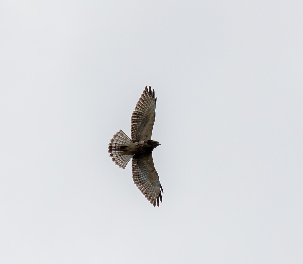 Broad-winged Hawk - ML474840601