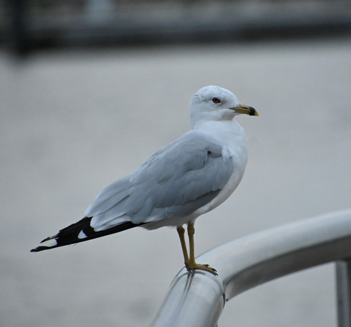 Ring-billed Gull - ML474840721