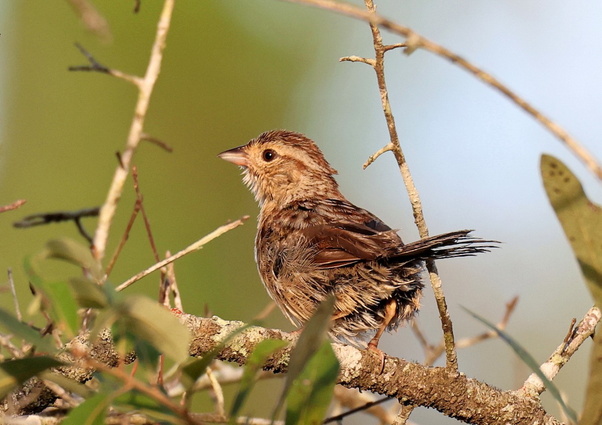 Bachman's Sparrow - ML474841501