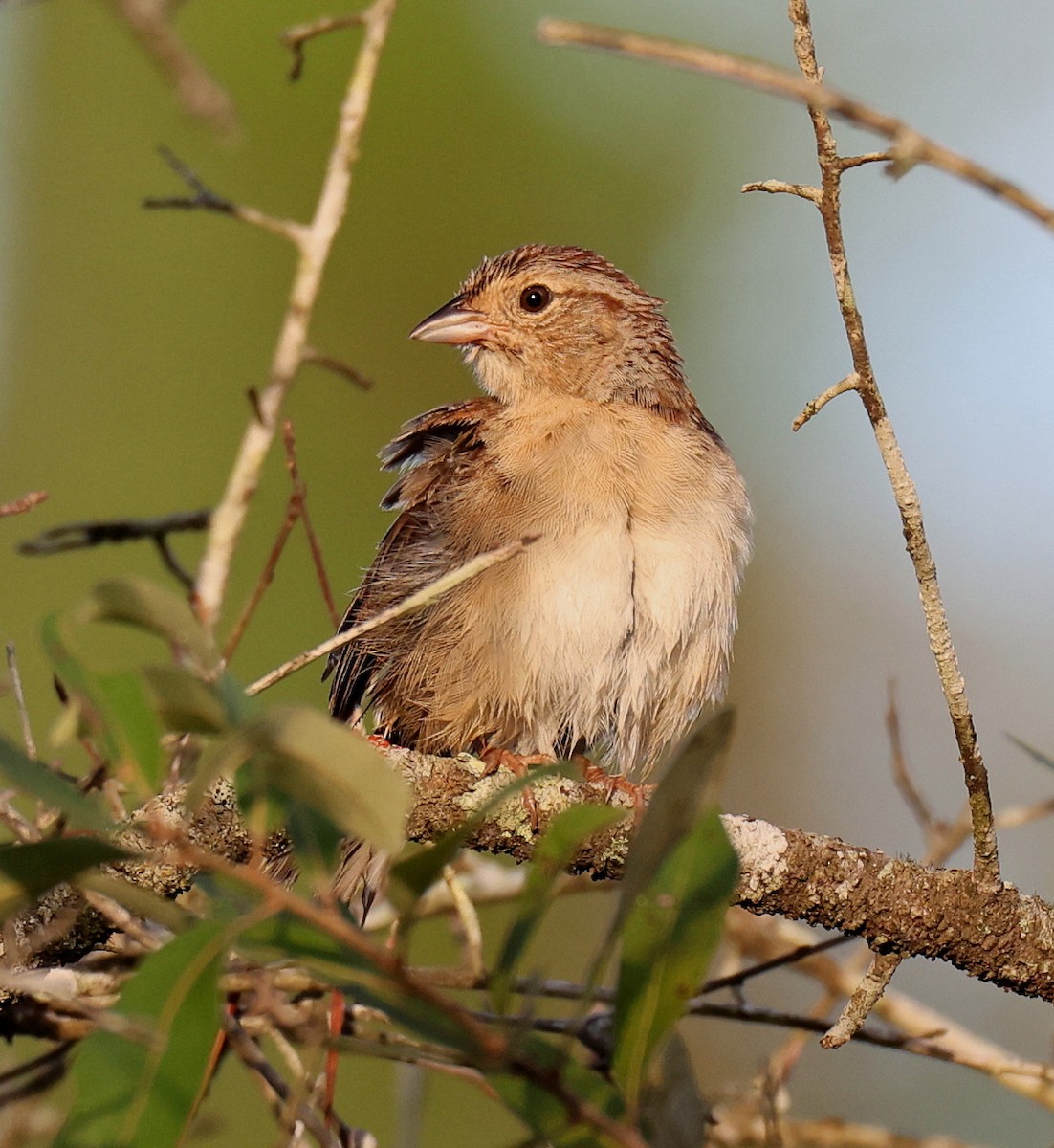 Bachman's Sparrow - Hal and Kirsten Snyder