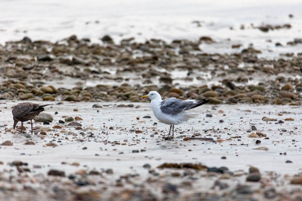 Herring Gull - ML474841581