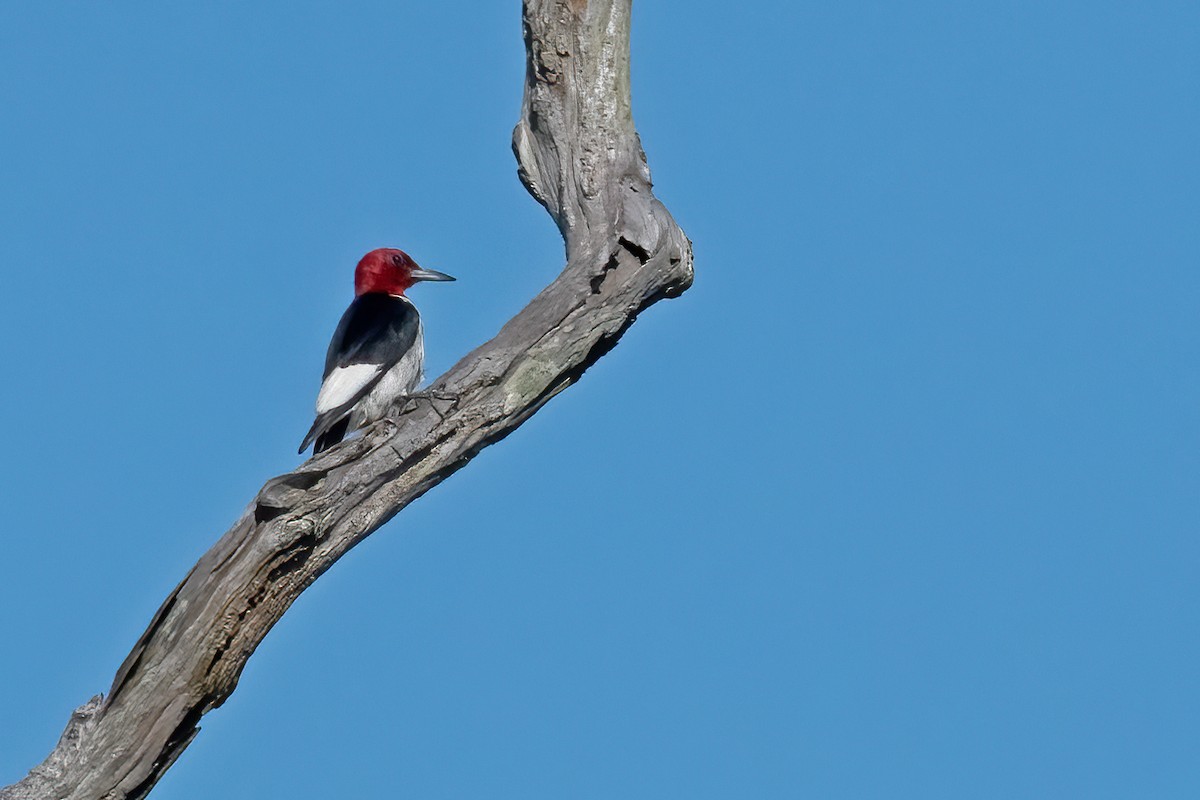Red-headed Woodpecker - ML474842531