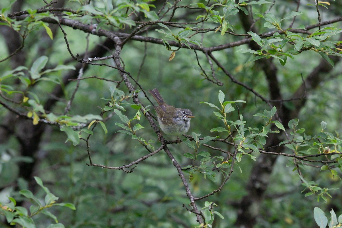 Greenish Warbler - ML474842871