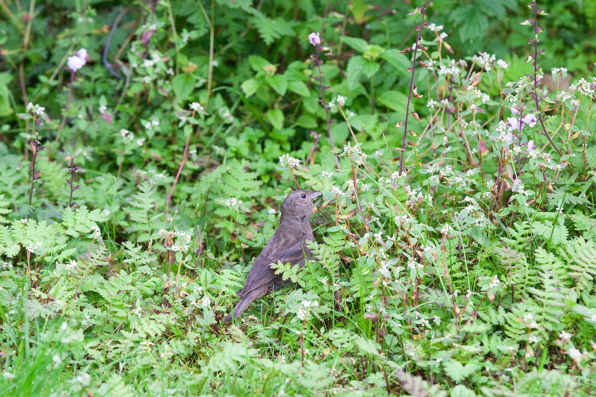 Dark-breasted Rosefinch - ML474843021