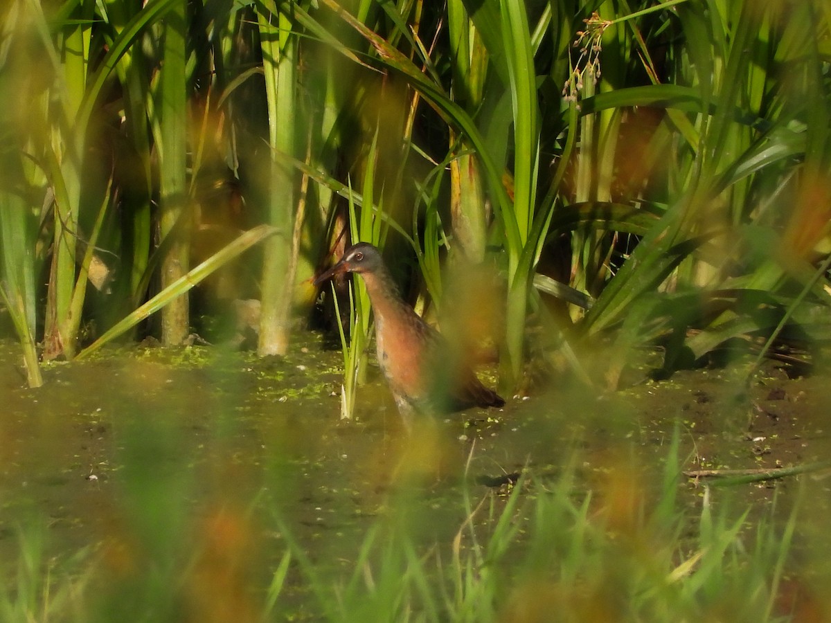 Virginia Rail - ML474843111