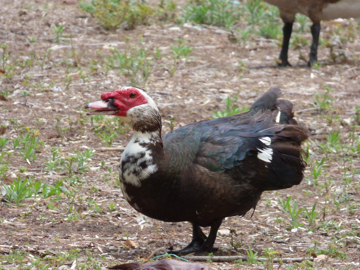 Pato Criollo (doméstico) - ML47484361