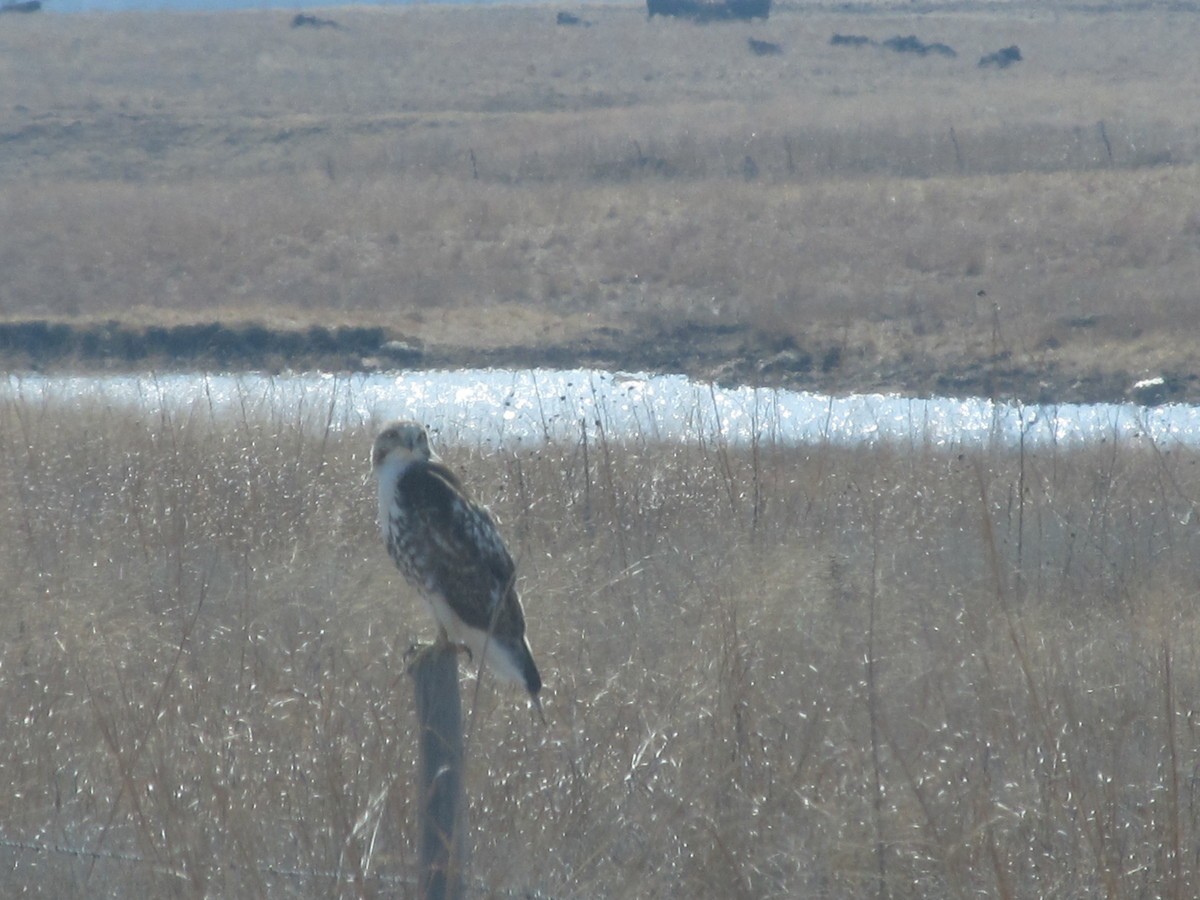 Red-tailed Hawk - ML47484381