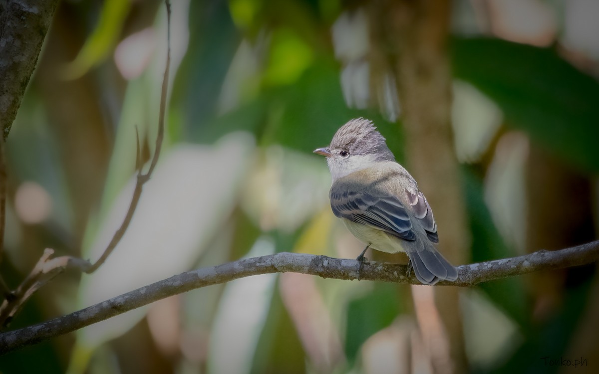 Southern Beardless-Tyrannulet - Carlos Maure