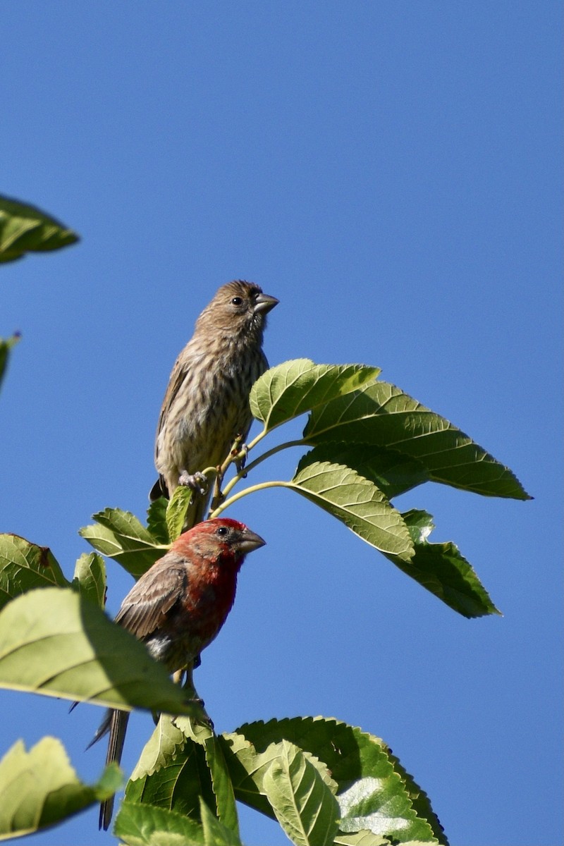 Ev Çütresi - ML474844921