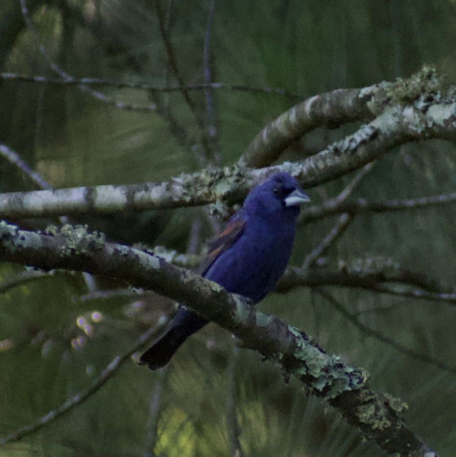 Blue Grosbeak - ML474845771