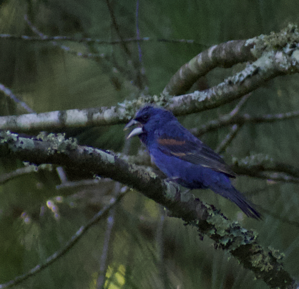 Guiraca bleu - ML474845781