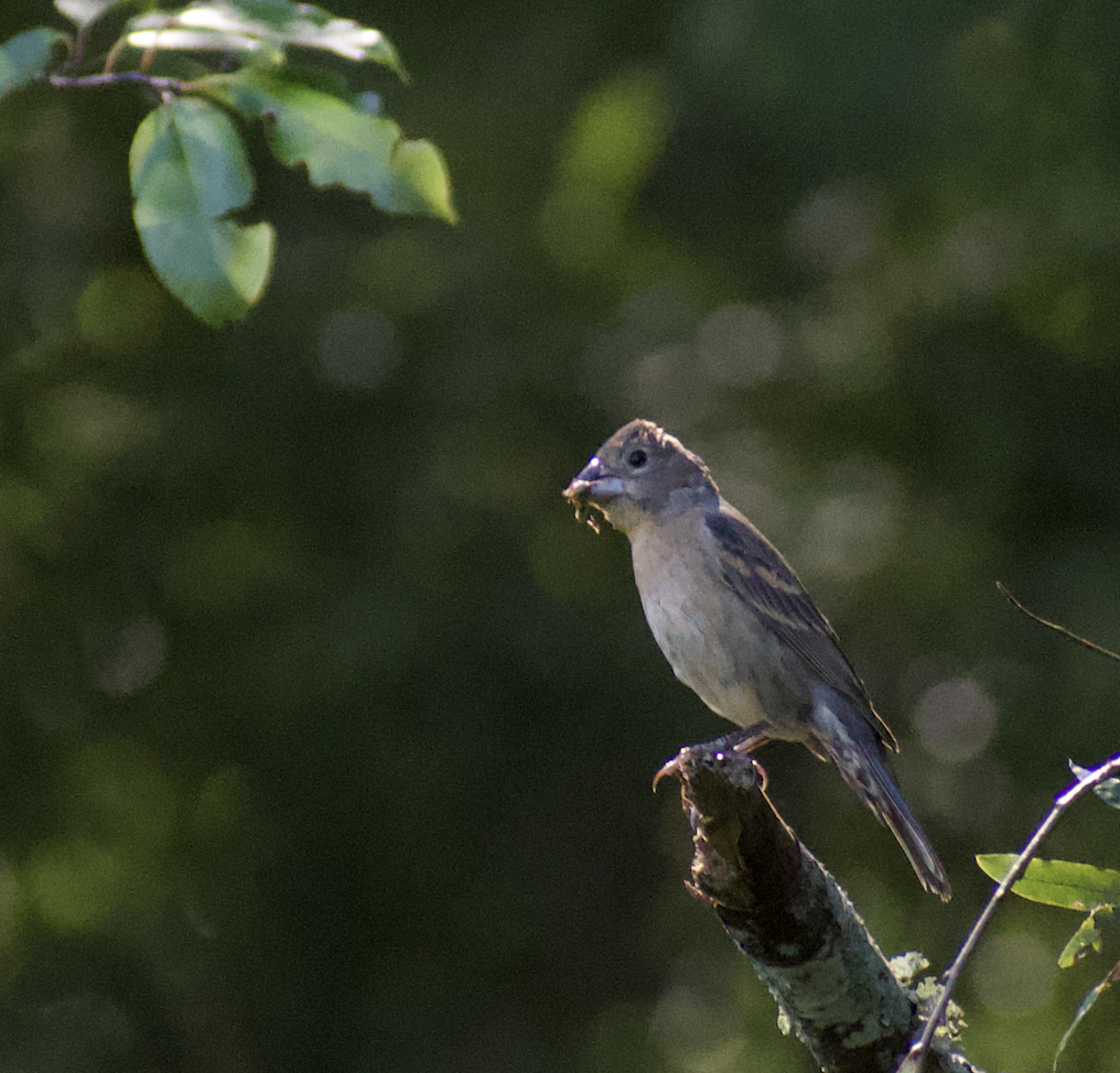 Blue Grosbeak - ML474845791