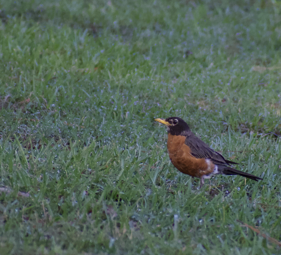 American Robin - ML474845821