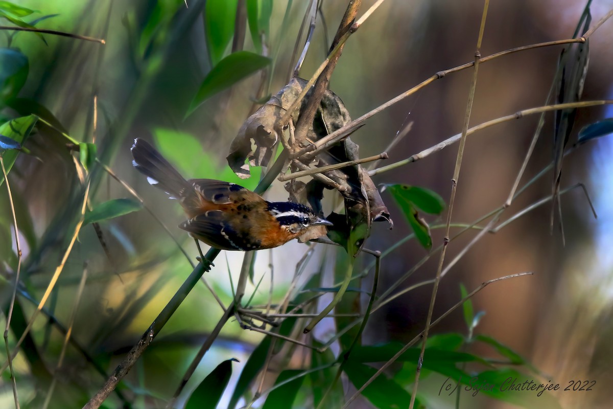 Ferruginous Antbird - ML474846291