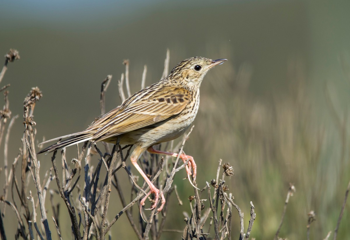 Hellmayr's Pipit - ML474846481