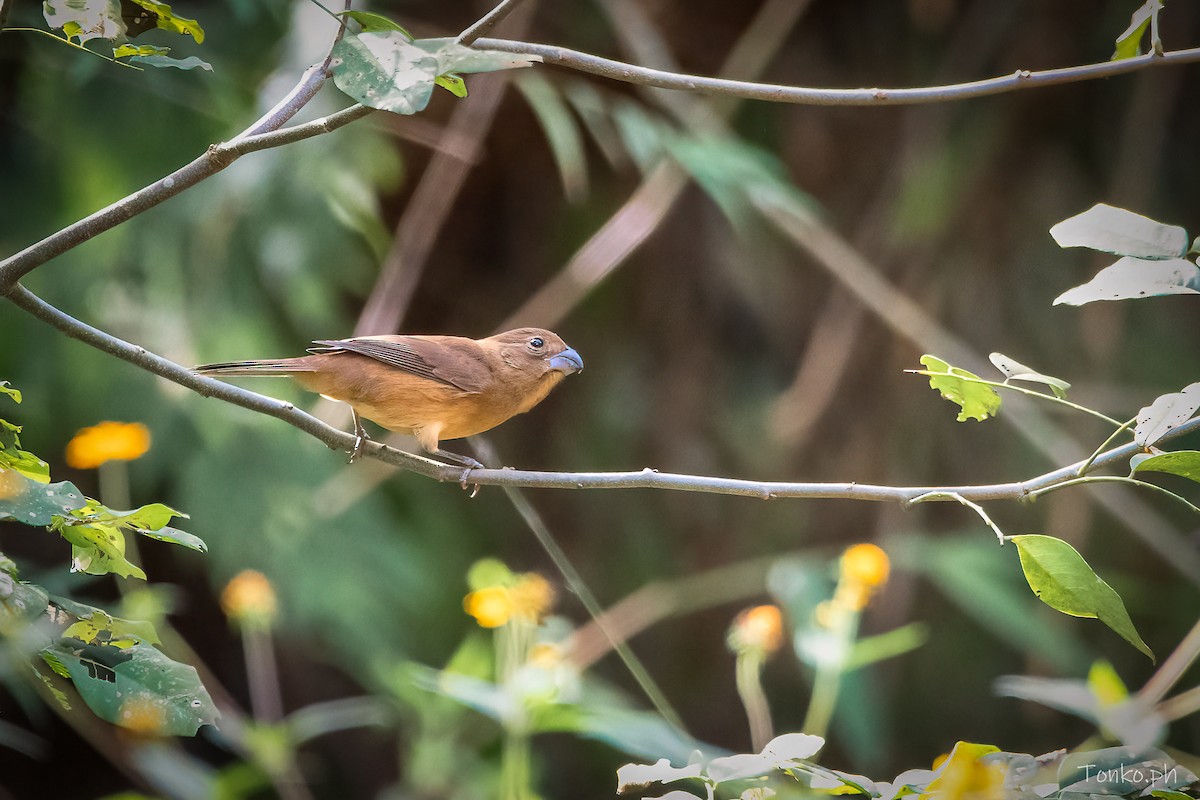 Glaucous-blue Grosbeak - Carlos Maure