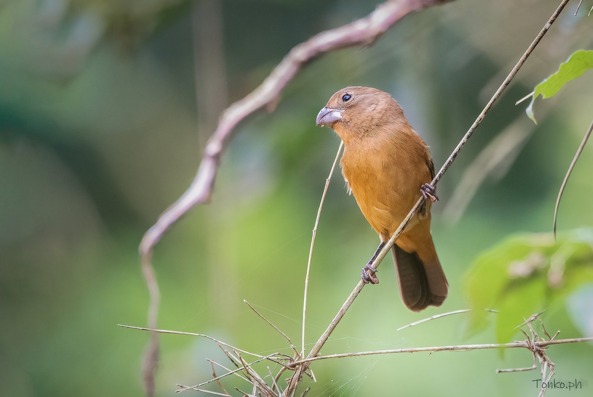 Glaucous-blue Grosbeak - ML474846561