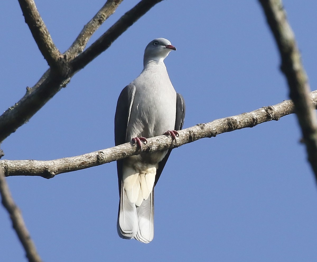 Mountain Imperial-Pigeon - ML47484921