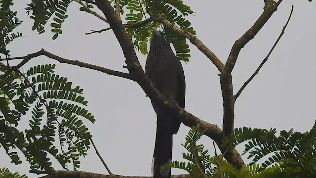 Blue-faced Malkoha - ML474851291