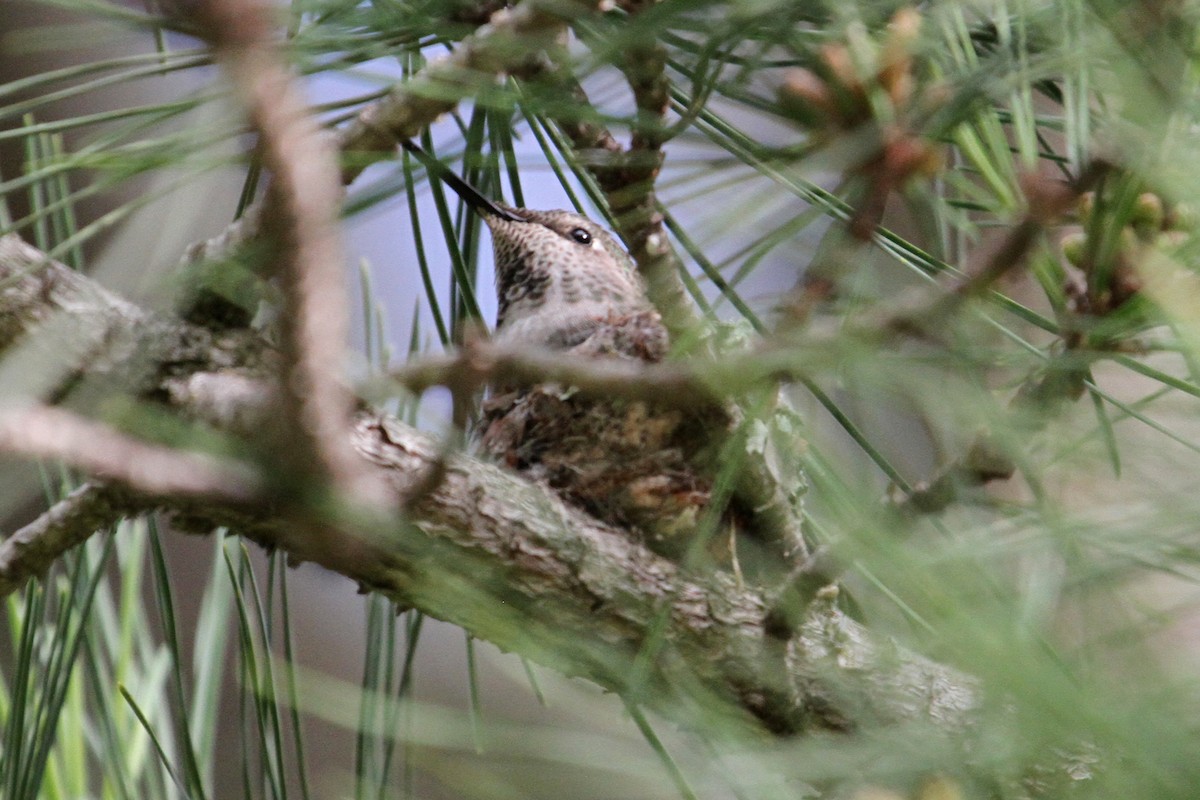 Anna's Hummingbird - ML47485151