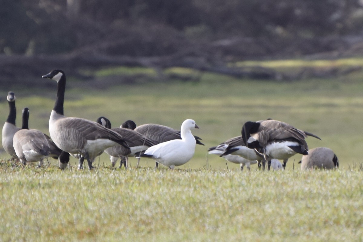 Ross's Goose - Max Leibowitz