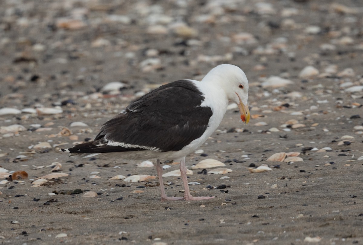 Great Black-backed Gull - Joe Donahue