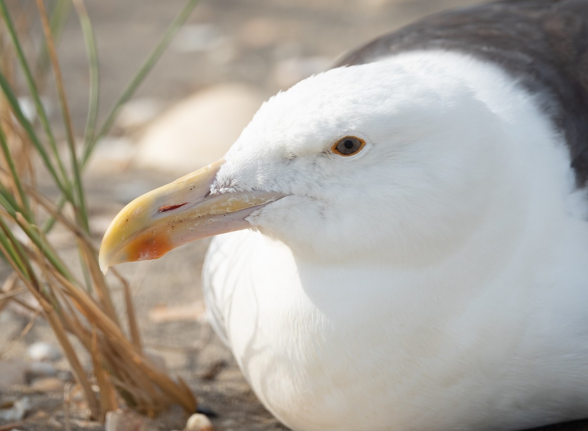 Great Black-backed Gull - Joe Donahue