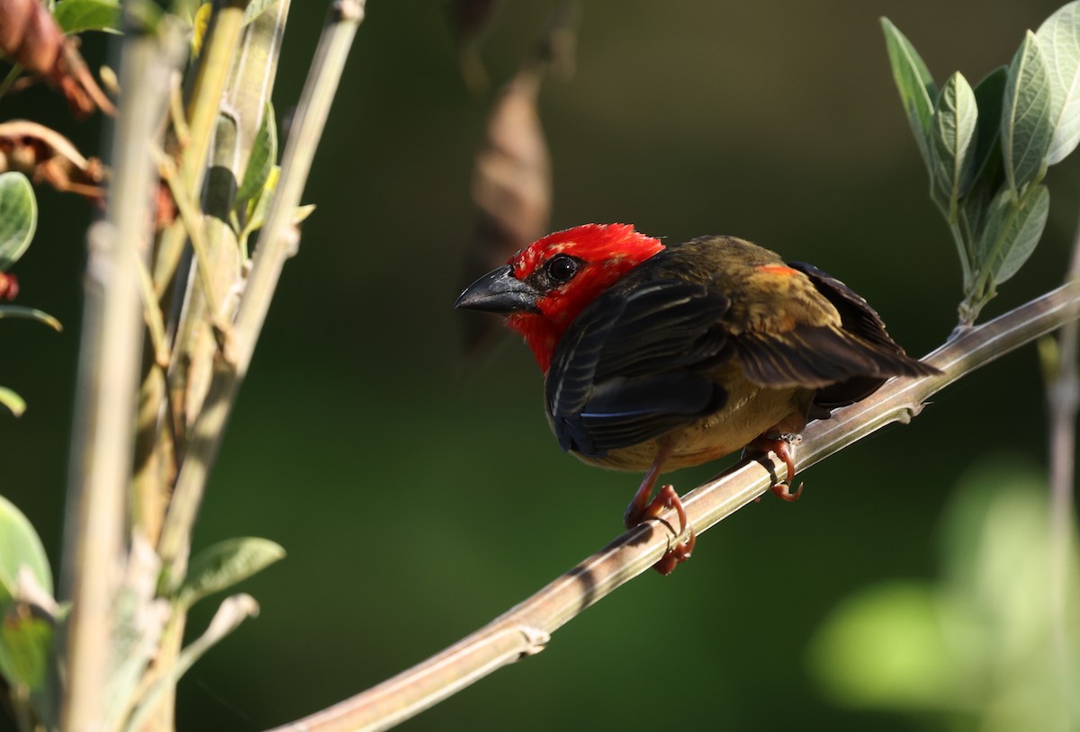 Red-headed Fody - ML474852501