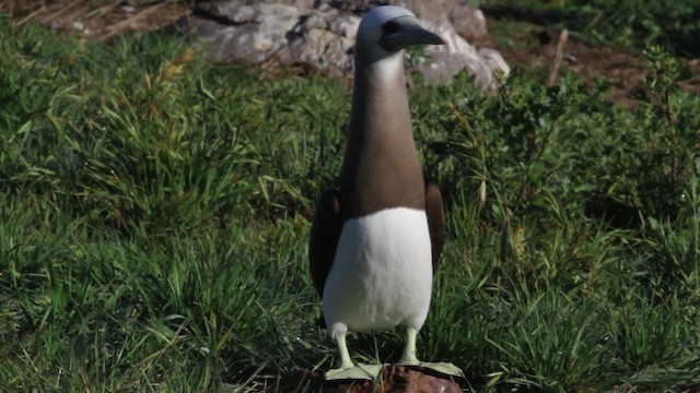 Brown Booby (Brewster's) - ML474853