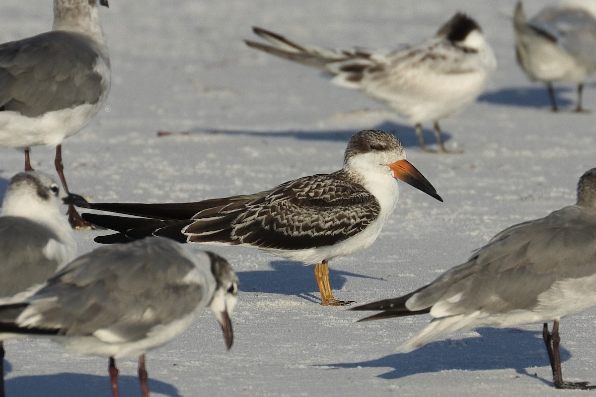 Black Skimmer - ML474853471