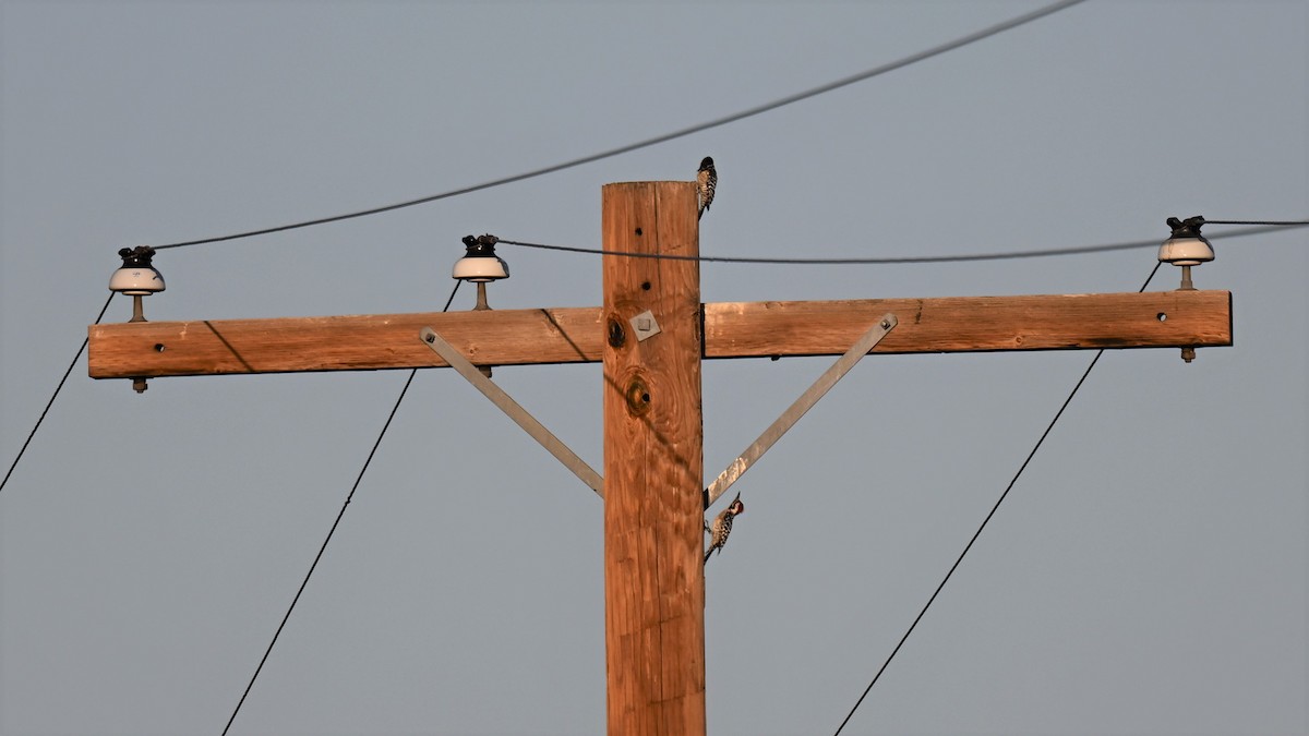 Ladder-backed Woodpecker - ML474853631