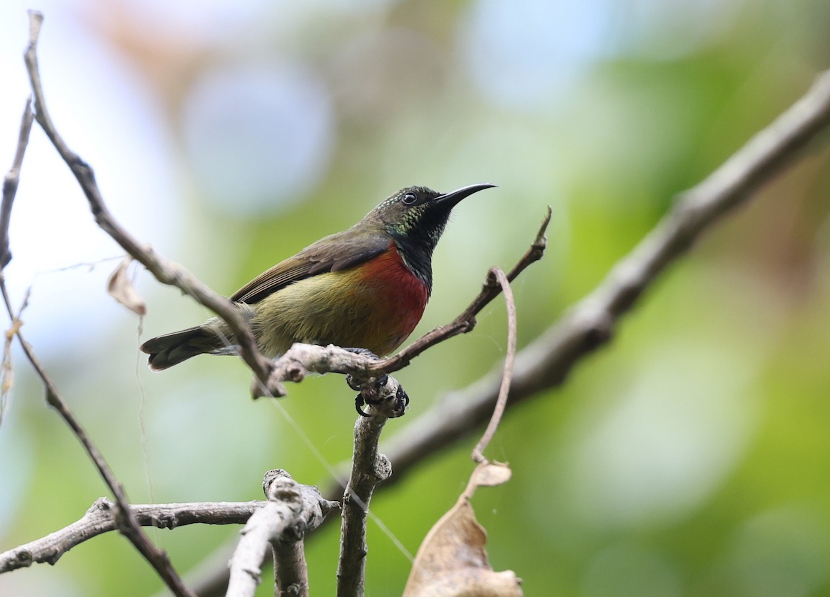 Humblot's Sunbird - ML474854431