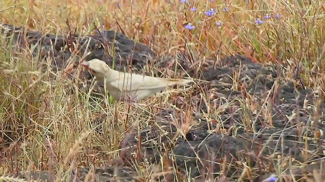 Pale Rockfinch - ML474854681