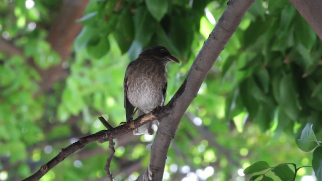 Pearly-eyed Thrasher - ML474855