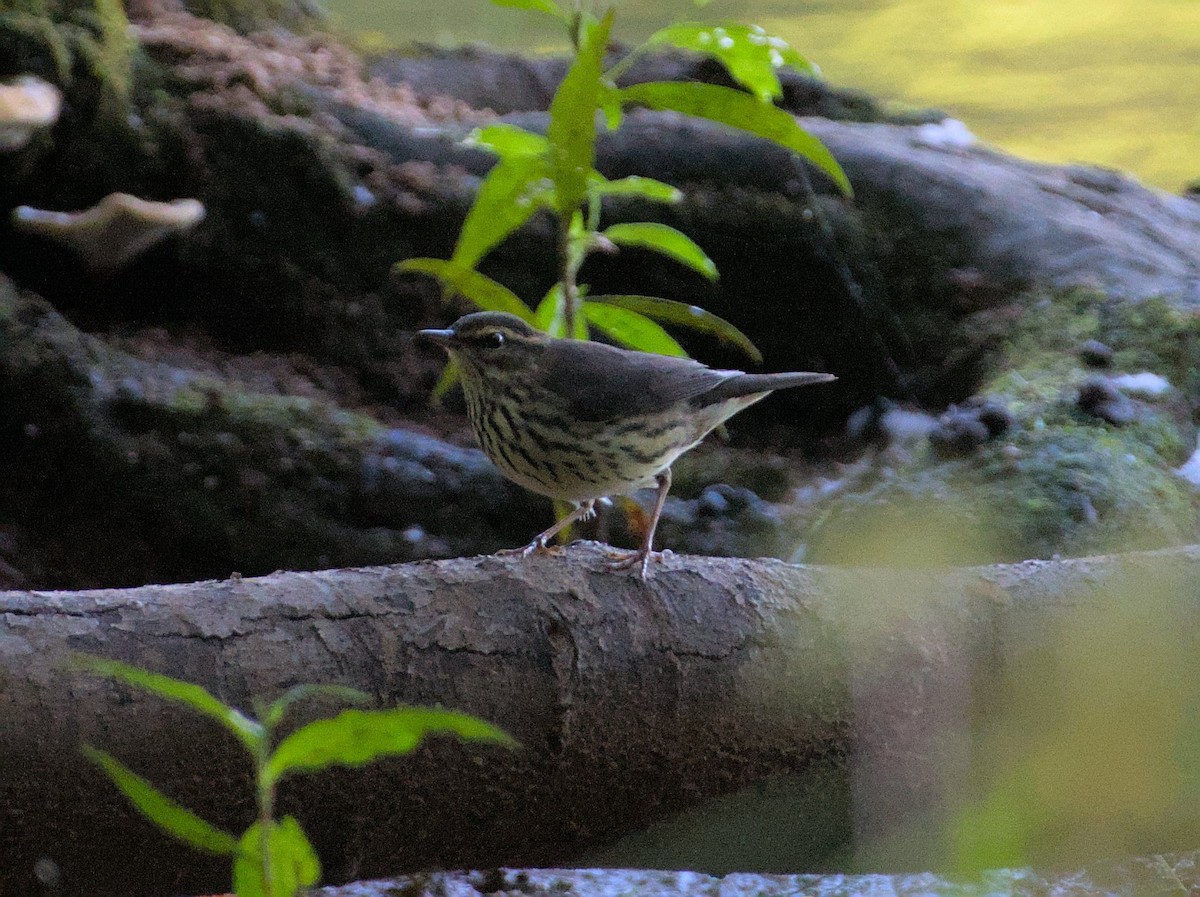 Northern Waterthrush - ML474855701