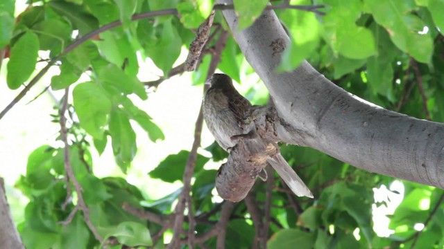 Cuitlacoche Chucho - ML474856