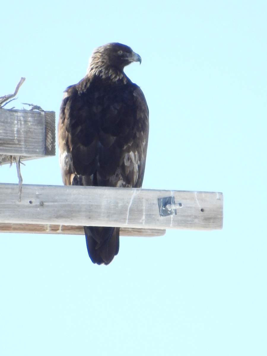 Golden Eagle - Tina Toth