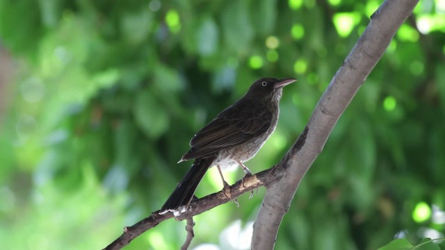 Pearly-eyed Thrasher - ML474858