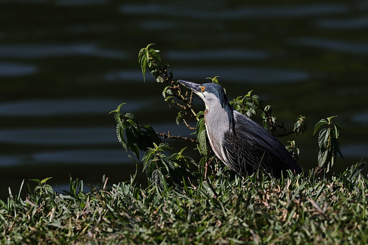 Striated Heron - ML474858351