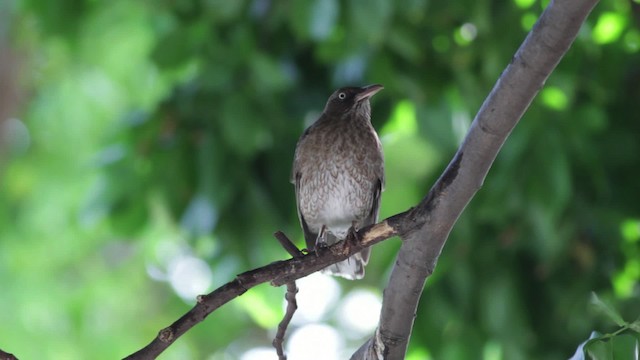 Pearly-eyed Thrasher - ML474859