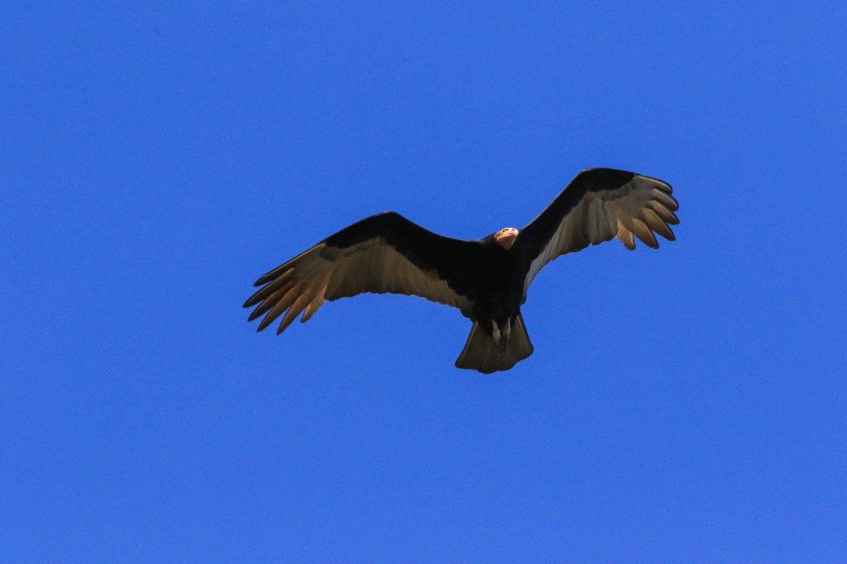 Lesser Yellow-headed Vulture - ML474859791