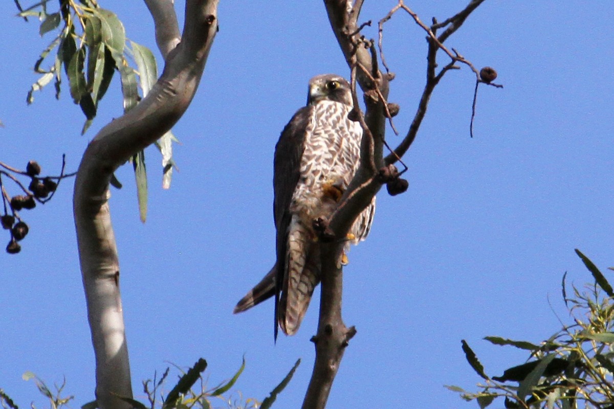 Peregrine Falcon - ML47486011