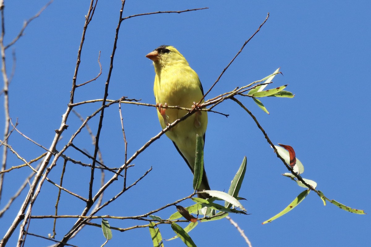 American Goldfinch - ML474860361